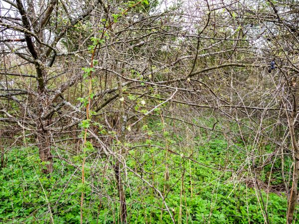 Underbrush Clearing in Akron