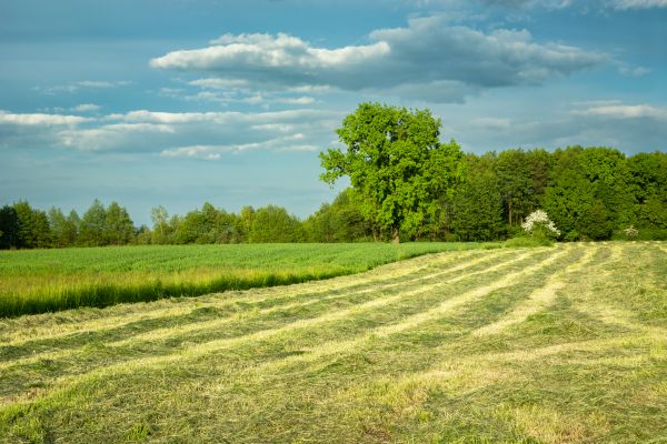 Cost of Vegetation Removal in Akron