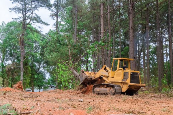 Forest Thinning in Akron