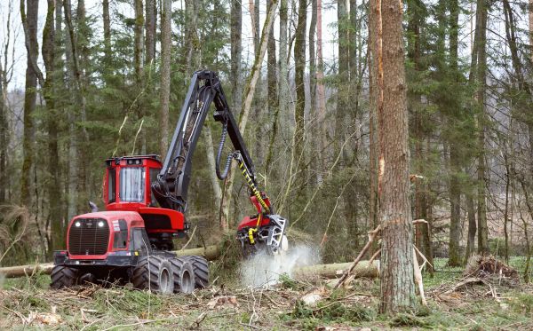Cost of Forest Clearance Service in Akron