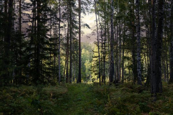 Cost of Pine Tree Clearing in Akron