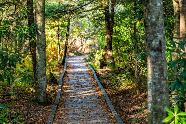Cost of Trail Clearing in Akron